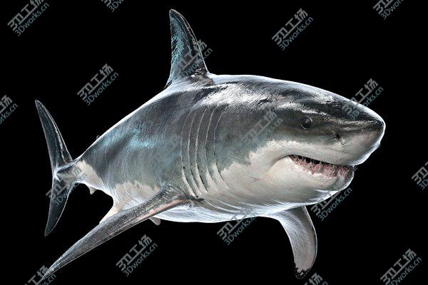 images/goods_img/20210312/Great White Shark 3D model/4.jpg